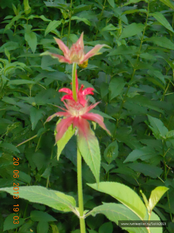 photo 1233031
