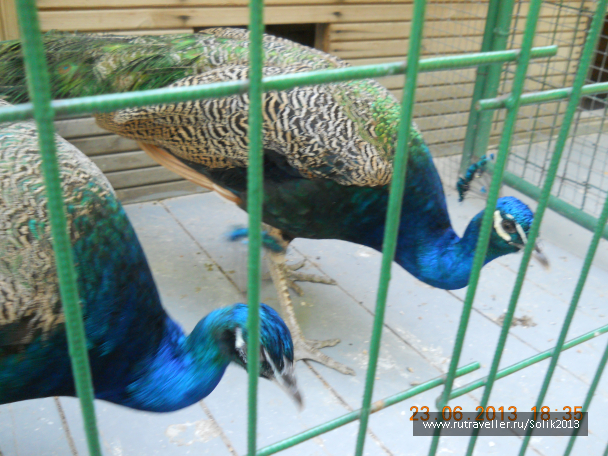 photo 1237250