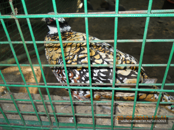 photo 1238040