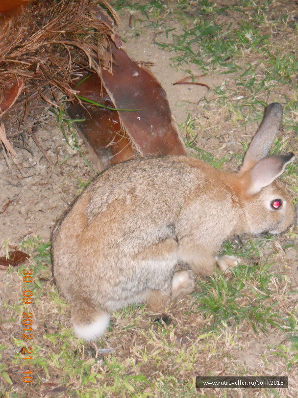 photo 1078248