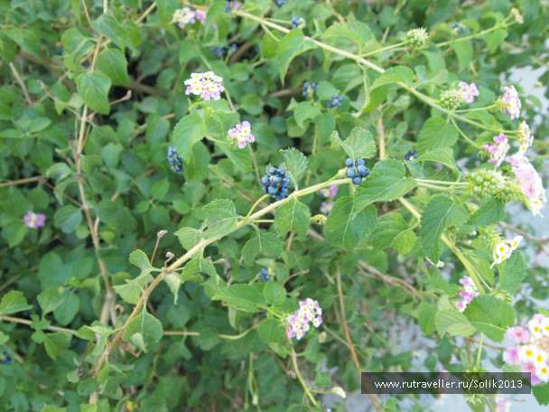 photo 1169525