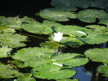 photo 167698