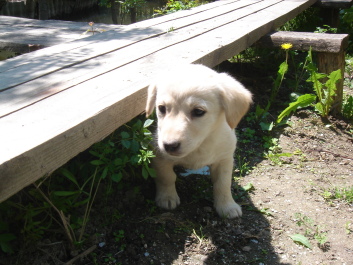 photo 1094277