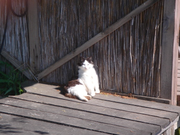 photo 1094283