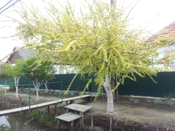photo 1094327