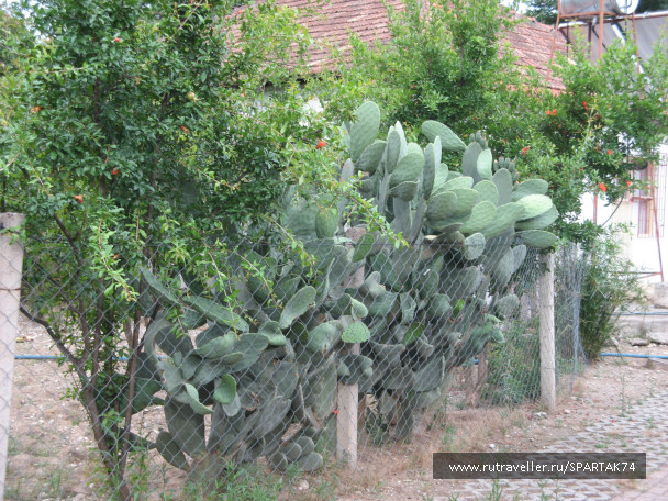 photo 290187