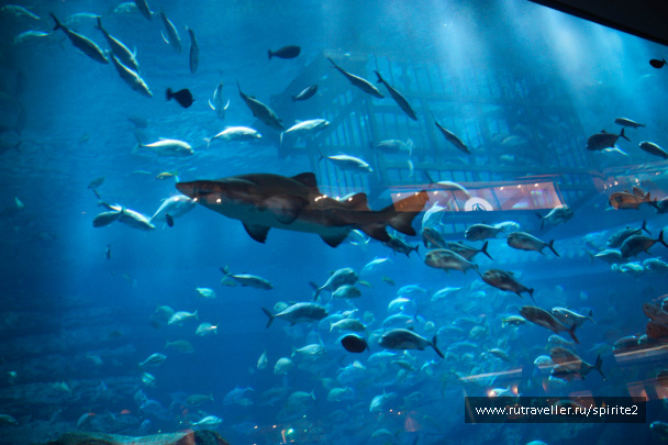 photo 167631