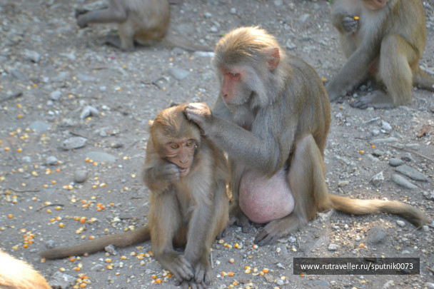 photo 487480