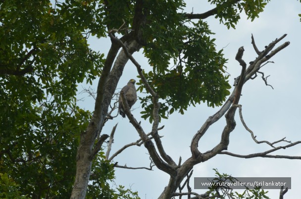 photo 970884