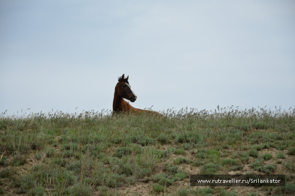 photo 1029013