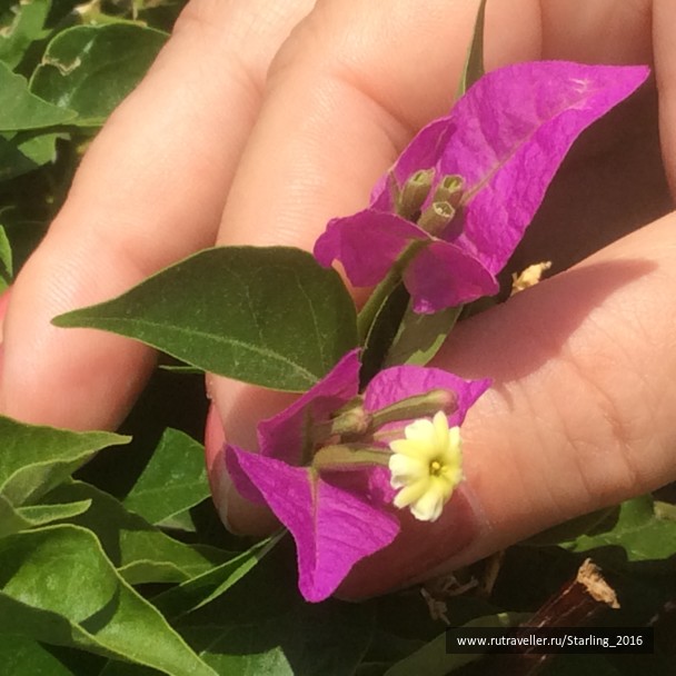 photo 1369977