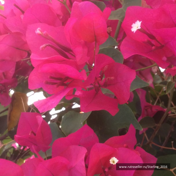 photo 1369978