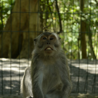 Индонезия Лес обезьян (Убуд)