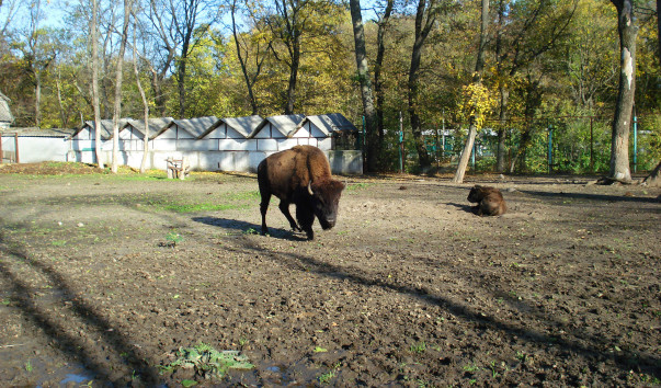 Зоопарк