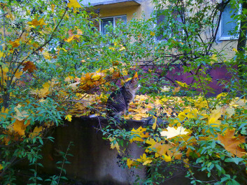 photo 1143911