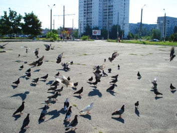 photo 833797