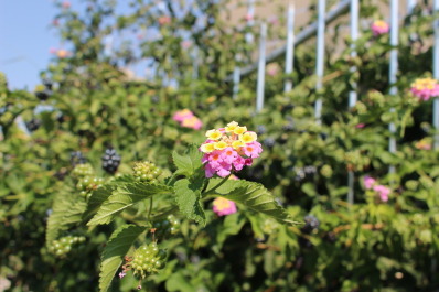 photo 1372520