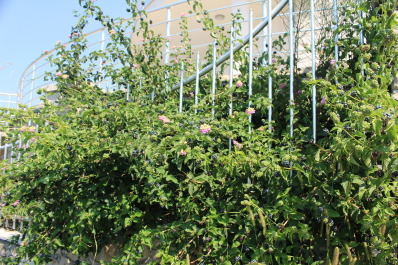 photo 1372521