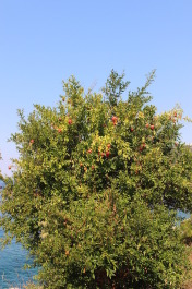 photo 1372528