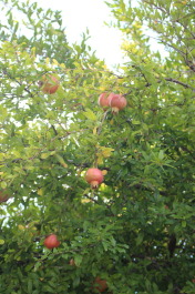photo 1372531
