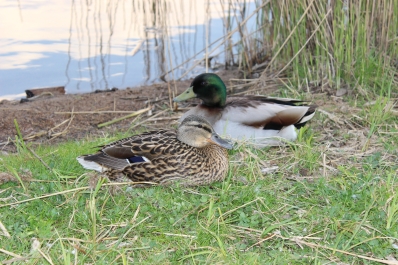 photo 1380241