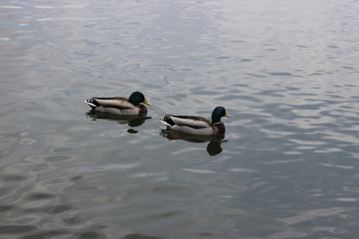 photo 1380245