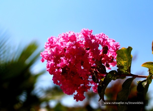 photo 447840