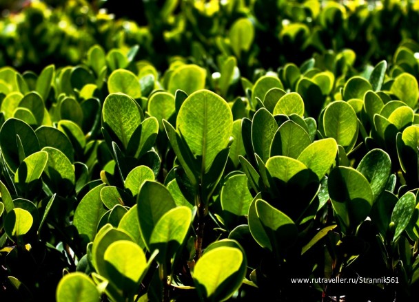 photo 447841