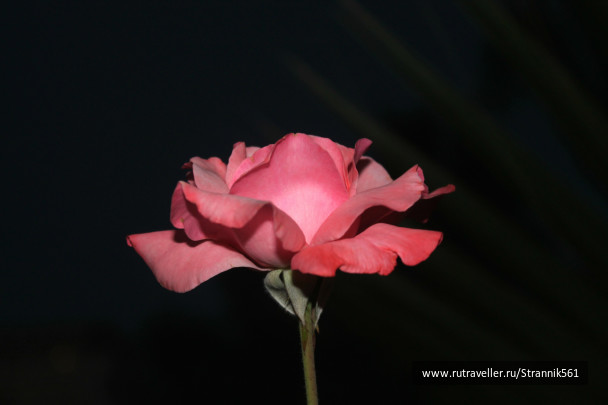 photo 466531