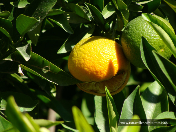 photo 557417
