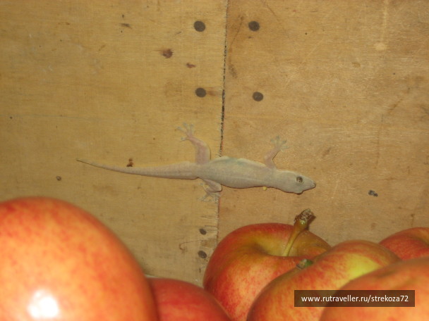 photo 50474