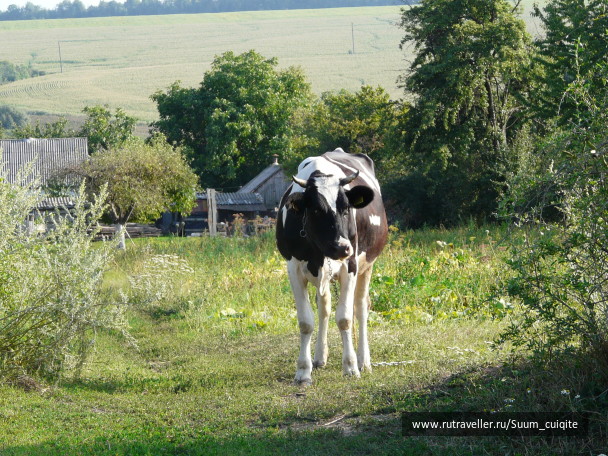 photo 1414887