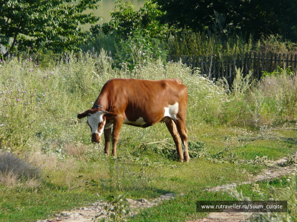 photo 1414888