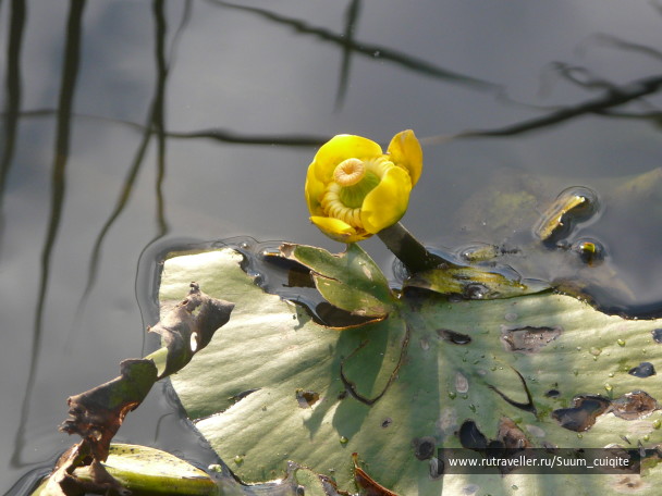 photo 1414915