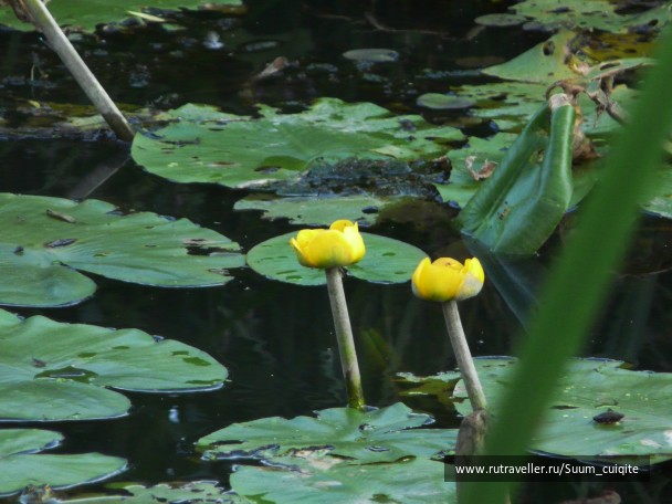 photo 1414916