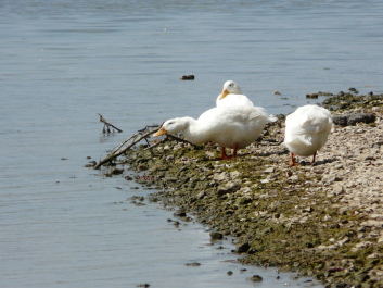 photo 1414674