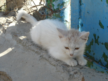 photo 1414687