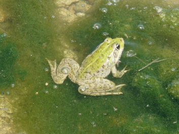 photo 1414788
