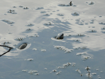 photo 1414799