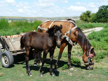 photo 1414840