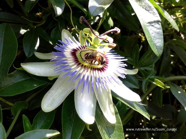 photo 1421932