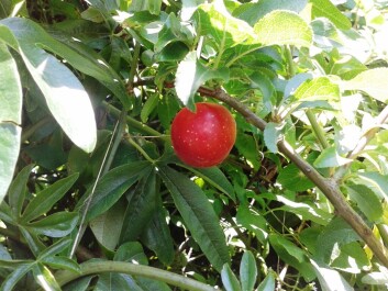 photo 1421933