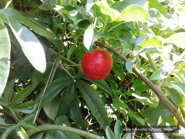 photo 1421933