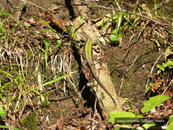 photo 1421979