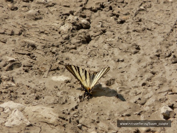 photo 1422011