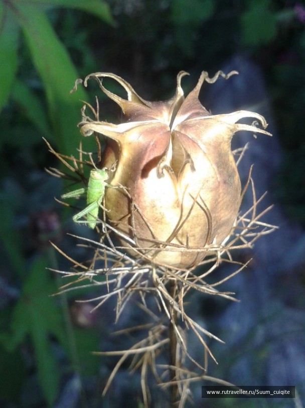 photo 1422020