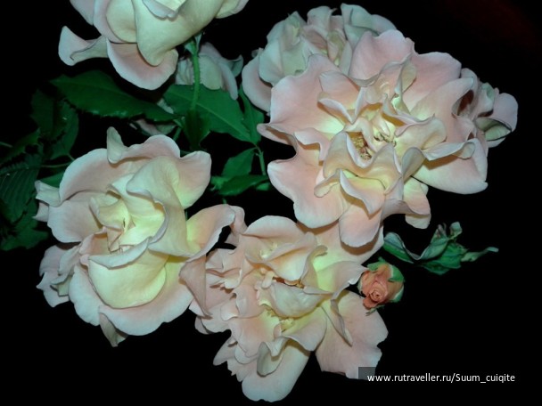 photo 1422030