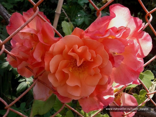 photo 1422032