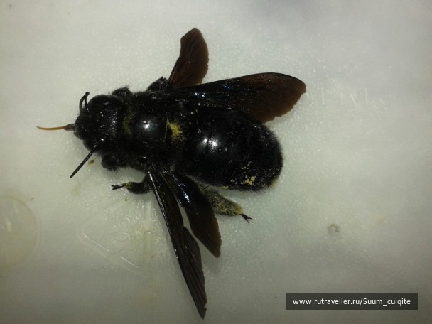 photo 1422036