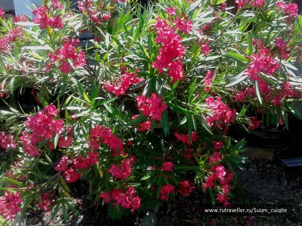 photo 1422042